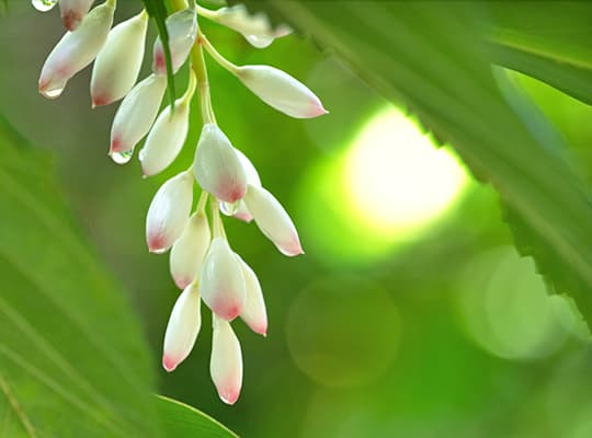 月桃由来成分でふっくら肌