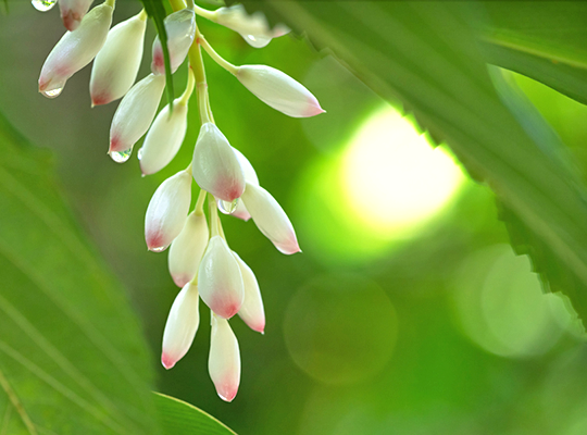 月桃由来成分でふっくら肌